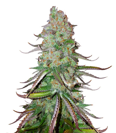 Сорт Big Bud Auto fem (Herbies Seeds) Сорт Big Bud Auto fem (Herbies Seeds)