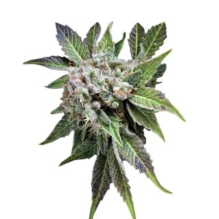 Сорт Blue Pyramid fem (Pyramid Seeds) Сорт Blue Pyramid fem (Pyramid Seeds)