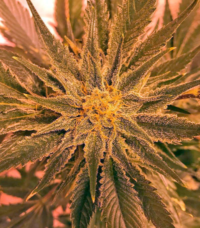 Сорт Bubblelicious fem (Nirvana Seeds) Сорт Bubblelicious fem (Nirvana Seeds) — изображение 4