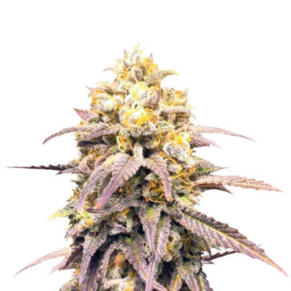 Сорт Critical Super Silver Haze fem (Delicious Seeds) Сорт Critical Super Silver Haze fem (Delicious Seeds)