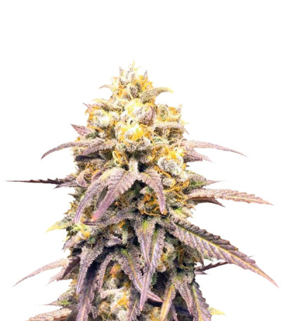 Сорт Critical Super Silver Haze fem (Delicious Seeds) Сорт Critical Super Silver Haze fem (Delicious Seeds)