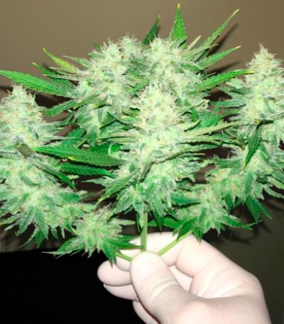 Сорт Critical Super Silver Haze fem (Delicious Seeds) Сорт Critical Super Silver Haze fem (Delicious Seeds) — изображение 4