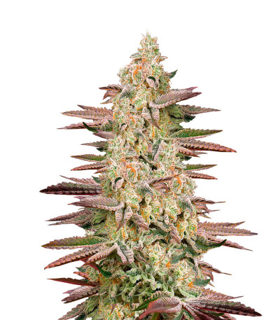 Сорт Chemical Bride fem (GHS) Сорт Chemical Bride fem (GHS)