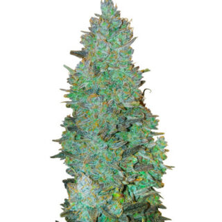Сорт Choco Thai Auto fem (Herbies Seeds)