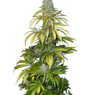 Сорт Chrystal fem (Nirvana Seeds) Сорт Chrystal fem (Nirvana Seeds)