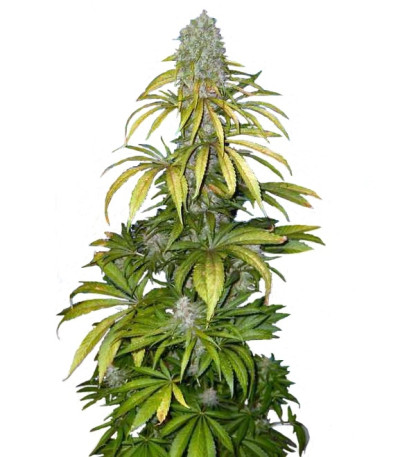 Сорт Chrystal fem (Nirvana Seeds) Сорт Chrystal fem (Nirvana Seeds)