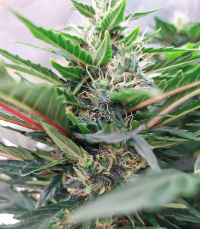 Сорт DC Cure 1:1 Auto CBD fem (Doctor's Choice) Сорт DC Cure 1:1 Auto CBD fem (Doctor's Choice) — изображение 3