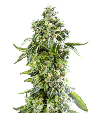 Сорт Fem Mix Pack #1 fem (Herbies Seeds) Сорт Fem Mix Pack #1 fem (Herbies Seeds) — изображение 6