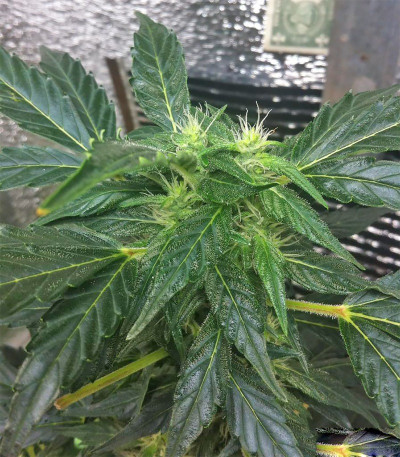 Сорт Devotchka auto fem (Doctor’s Choiсe) Сорт Devotchka auto fem (Doctor’s Choiсe) — изображение 4