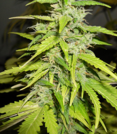 Сорт Devotchka auto fem (Doctor’s Choiсe) Сорт Devotchka auto fem (Doctor’s Choiсe) — изображение 5
