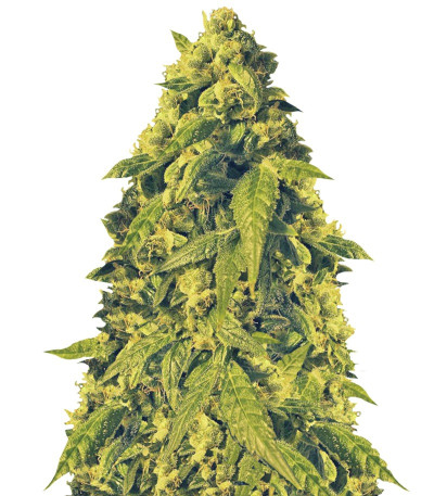 Сорт Devotchka auto fem (Doctor’s Choiсe) Сорт Devotchka auto fem (Doctor’s Choiсe)