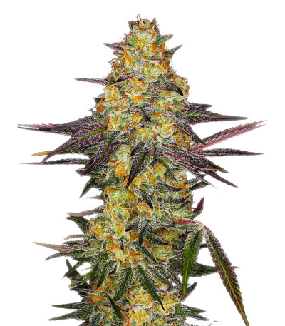Сорт El Dorado OG fem (Paradise Seeds) Сорт El Dorado OG fem (Paradise Seeds)
