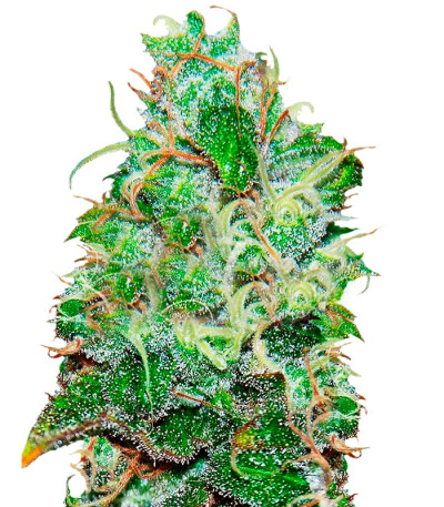 Сорт Fruity Chronic Juice fem (Delicious Seeds) Сорт Fruity Chronic Juice fem (Delicious Seeds)