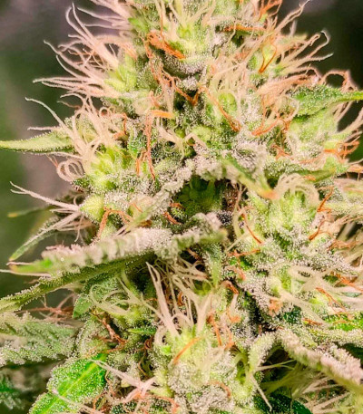 Сорт Frosted Guava fem (Original Sensible Seeds) Сорт Frosted Guava fem (Original Sensible Seeds) — изображение 3