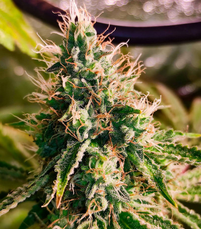 Сорт Frosted Guava fem (Original Sensible Seeds) Сорт Frosted Guava fem (Original Sensible Seeds) — изображение 5