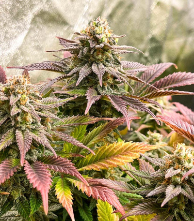 Сорт Frosted Guava fem (Original Sensible Seeds) Сорт Frosted Guava fem (Original Sensible Seeds) — изображение 6