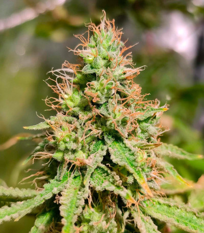Сорт Frosted Guava fem (Original Sensible Seeds) Сорт Frosted Guava fem (Original Sensible Seeds) — изображение 7