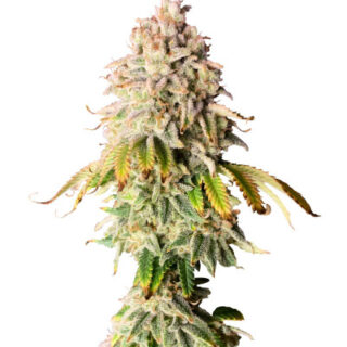 Сорт Frosted Guava fem (Original Sensible Seeds) Сорт Frosted Guava fem (Original Sensible Seeds)