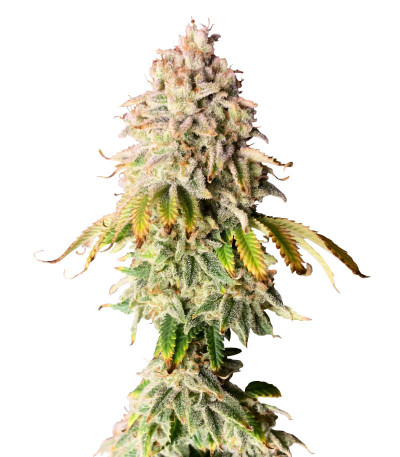 Сорт Frosted Guava fem (Original Sensible Seeds) Сорт Frosted Guava fem (Original Sensible Seeds)