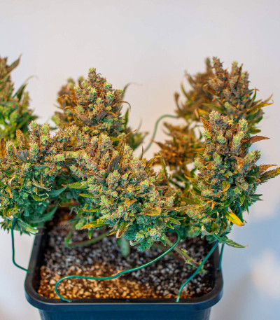 Сорт Gelato Auto fem (FastBuds) Сорт Gelato Auto fem (FastBuds) — изображение 4
