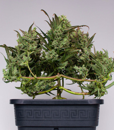 Сорт Gelato Auto fem (FastBuds) Сорт Gelato Auto fem (FastBuds) — изображение 7