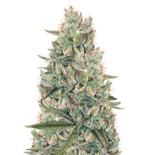 Сорт Gelato Auto fem (FastBuds)