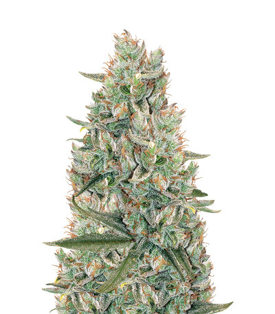 Сорт Gelato Auto fem (FastBuds) Сорт Gelato Auto fem (FastBuds)
