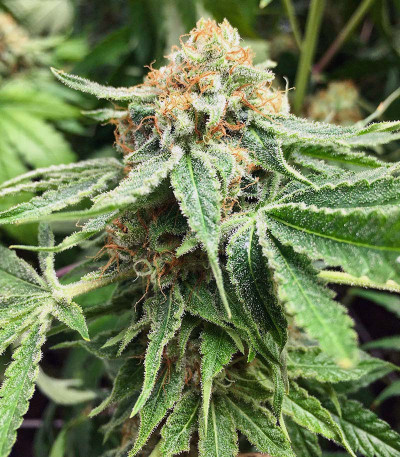 Сорт Heavy Kickers Mix fem (Herbies Seeds) Сорт Heavy Kickers Mix fem (Herbies Seeds) — изображение 7