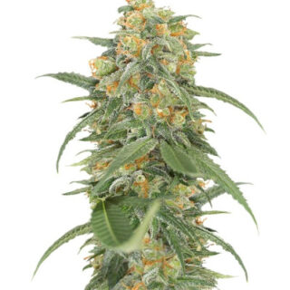 Сорт Green Crack 2.0 fem (Humboldt Seed Organization)