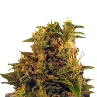 Сорт Amnesia Haze (Haze 1) fem (Nirvana Seeds) Сорт Amnesia Haze (Haze 1) fem (Nirvana Seeds)