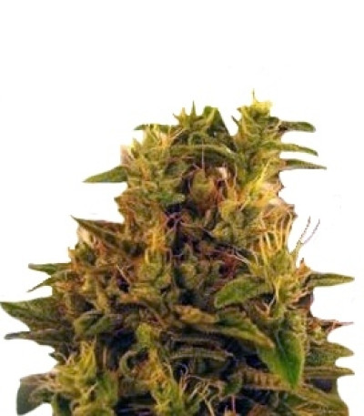 Сорт Amnesia Haze (Haze 1) fem (Nirvana Seeds) Сорт Amnesia Haze (Haze 1) fem (Nirvana Seeds)