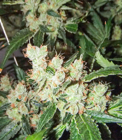 Сорт Amnesia Haze (Haze 1) fem (Nirvana Seeds) Сорт Amnesia Haze (Haze 1) fem (Nirvana Seeds) — изображение 4