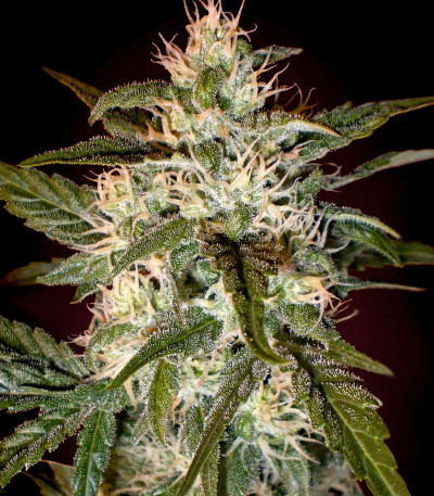 Сорт Kaya 47 fem (Advanced Seeds) Сорт Kaya 47 fem (Advanced Seeds) — изображение 3