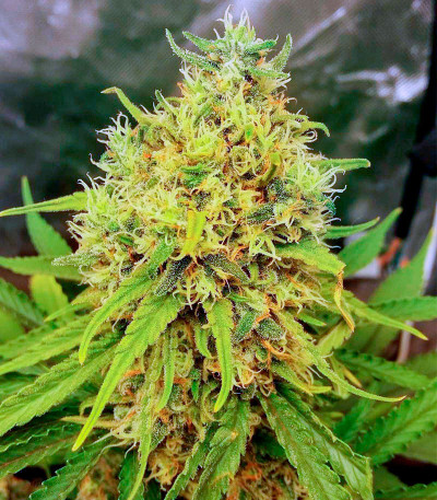 Сорт Kaya 47 fem (Advanced Seeds) Сорт Kaya 47 fem (Advanced Seeds) — изображение 4