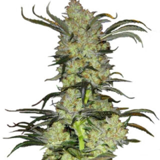 Сорт King’s Kush fem (GHS) Сорт King’s Kush fem (GHS)