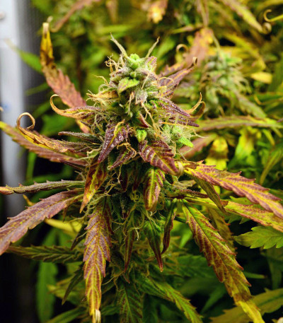 Сорт LSD Auto fem (Barney's Farm) Сорт LSD Auto fem (Barney's Farm) — изображение 3