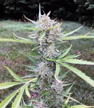 Сорт LSD Auto fem (Barney's Farm) Сорт LSD Auto fem (Barney's Farm) — изображение 4