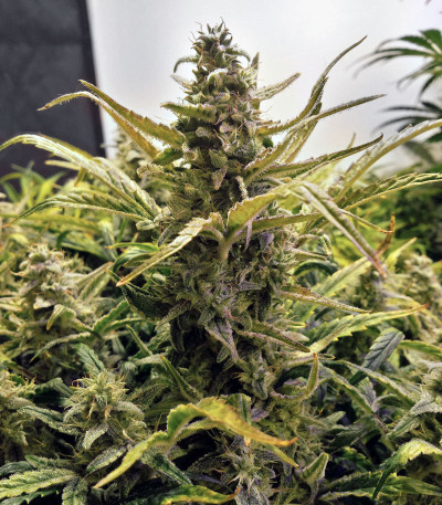 Сорт LSD Auto fem (Barney's Farm) Сорт LSD Auto fem (Barney's Farm) — изображение 6