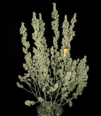 Сорт LSD Auto fem (Barney's Farm) Сорт LSD Auto fem (Barney's Farm) — изображение 7