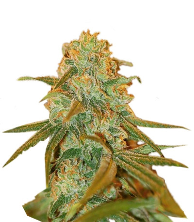 Сорт Lemon Skunk fem (GHS) Сорт Lemon Skunk fem (GHS)