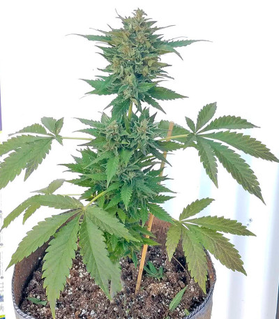 Сорт Lithium OG Kush fem (Nirvana Seeds) Сорт Lithium OG Kush fem (Nirvana Seeds) — изображение 3