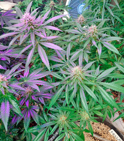 Сорт Lithium OG Kush fem (Nirvana Seeds) Сорт Lithium OG Kush fem (Nirvana Seeds) — изображение 6