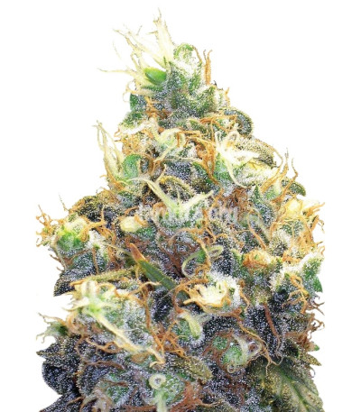 Сорт Somango XXL (Mango Skunk) fem (Nirvana Seeds) Сорт Somango XXL (Mango Skunk) fem (Nirvana Seeds)