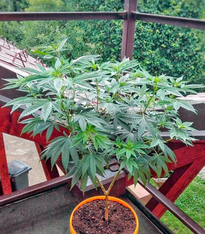 Сорт Somango XXL (Mango Skunk) fem (Nirvana Seeds) Сорт Somango XXL (Mango Skunk) fem (Nirvana Seeds) — изображение 3