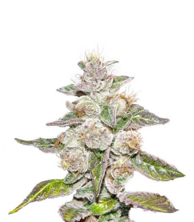 Сорт Mendocino Purple Kush fem (Medical Seeds) Сорт Mendocino Purple Kush fem (Medical Seeds)
