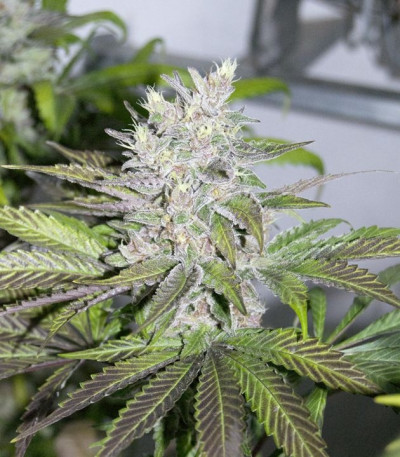 Сорт Mendocino Purple Kush fem (Medical Seeds) Сорт Mendocino Purple Kush fem (Medical Seeds) — изображение 5