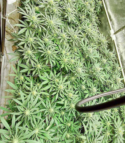 Сорт Mimosa Evo fem (Barney's Farm) Сорт Mimosa Evo fem (Barney's Farm) — изображение 3