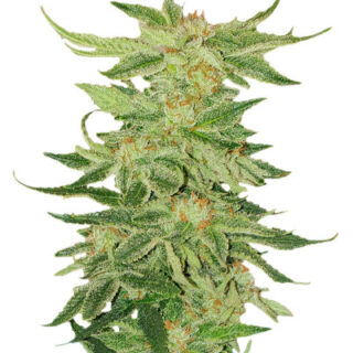 Сорт Mimosa Evo fem (Barney's Farm) Сорт Mimosa Evo fem (Barney's Farm)