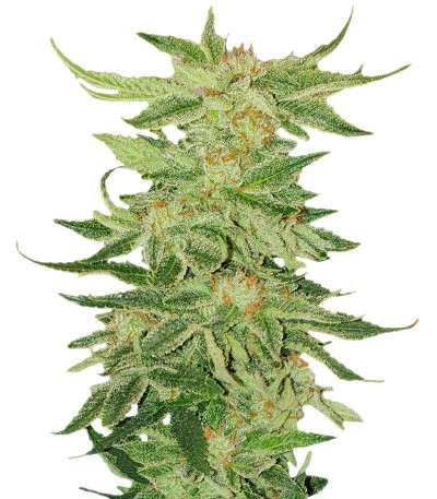 Сорт Mimosa Evo fem (Barney's Farm) Сорт Mimosa Evo fem (Barney's Farm)