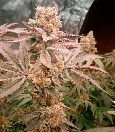 Сорт Mimosa Shot fem (Herbies Seeds) Сорт Mimosa Shot fem (Herbies Seeds) — изображение 5